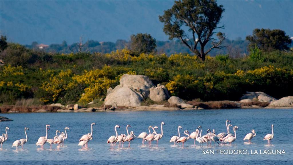 Li Teggi Turismo Rurale San Teodoro  Exteriör bild